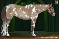 Horse Color:White Spotted Classic Champagne Rabicano 