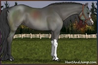 Horse Color:Smoky Black 