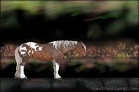 Horse Color:Silver Brown Sabino Tobiano Blanket