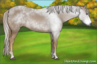 Horse Color:Gray Chestnut 