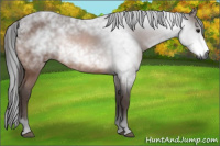 Horse Color:Gray Bay 