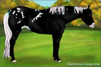 Horse Color:Watercolor White Spotted Palomino Dun Splash Appaloosa