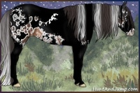 Horse Color:Brown Splash Tobiano Appaloosa Rabicano 