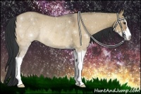 Horse Color:Bay Dun Sabino Rabicano