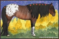 Horse Color:Bay Appaloosa Rabicano 