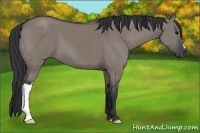 Horse Color:Grullo 