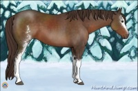 Horse Color:White Spotted Liver Chestnut 