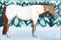 Horse Color:Red Dun Sabino Appaloosa Brindle