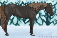 Horse Color:Liver Chestnut 