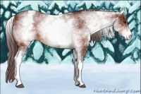 Horse Color:White Spotted Chocolate Bay Sabino 