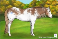 Horse Color:White Spotted Chestnut Rabicano