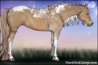 Horse Color:Chocolate Palomino Tobiano 