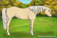 Horse Color:Palomino 