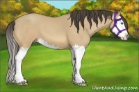 Horse Color:Amber Cream Champagne Sabino Splash 