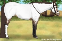 Horse Color:Bay Dun Appaloosa 