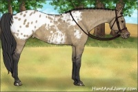 Horse Color:Bay Dun Appaloosa Brindle 