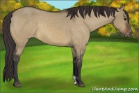 Horse Color:Bay Dun Appaloosa 