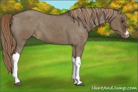 Horse Color:Liver Red Dun Appaloosa