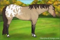 Horse Color:Bay Dun Appaloosa 