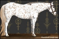 Horse Color:Chestnut Appaloosa 