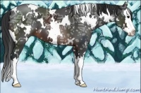 Horse Color:White Spotted Brown Ice Sabino Splash 