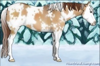 Horse Color:White Spotted Red Dun Splash 