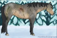 Horse Color:Buckskin Ice 