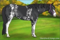 Horse Color:White Spotted Black