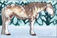 Horse Color:Red Onyx Sabino Splash Appaloosa 