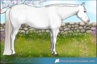 Horse Color:Liver Red Dun Appaloosa