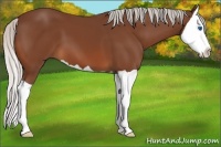Horse Color:Silver Bay Splash 