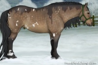 Horse Color:White Spotted Bay Dun Sabino Rabicano 