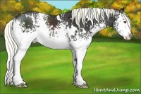 Horse Color:White Spotted Liver Chestnut Splash Rabicano 