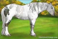 Horse Color:White Spotted Liver Chestnut Rabicano