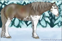 Horse Color:Liver Chestnut Splash 