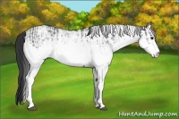 Horse Color:White Spotted Blue Roan Rabicano  and White Spotted Blue Roan Rabicano 