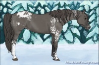 Horse Color:White Spotted Grullo Appaloosa