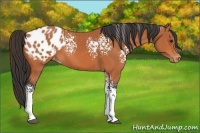 Horse Color:White Spotted Bay Appaloosa