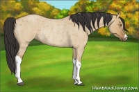 Horse Color:Buckskin Roan Dun Rabicano