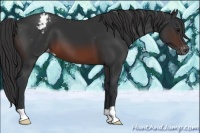 Horse Color:Brown Appaloosa 