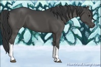 Horse Color:Black 