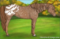 Horse Color:Chestnut Blanket 