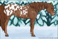Horse Color:Chestnut Blanket 