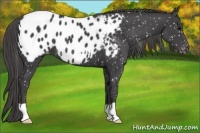 Horse Color:Smoky Black Appaloosa 