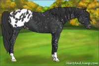 Horse Color:Black Appaloosa