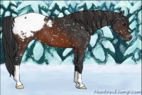 Horse Color:Brown Snowcap