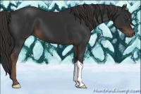 Horse Color:Liver Chestnut 