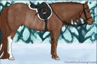 Horse Color:Chestnut Rabicano 