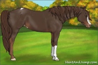 Horse Color:Liver Chestnut Appaloosa 