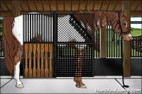 Horse Color:Chestnut Appaloosa 